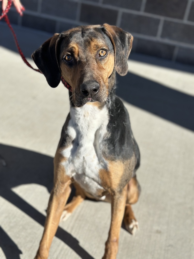 Dax, an adoptable Hound in Castle Rock, CO, 80104 | Photo Image 2