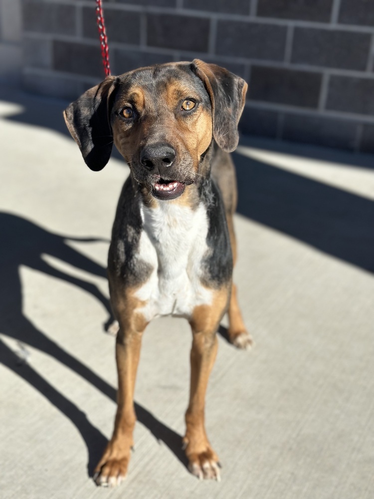 Dax, an adoptable Hound in Castle Rock, CO, 80104 | Photo Image 3