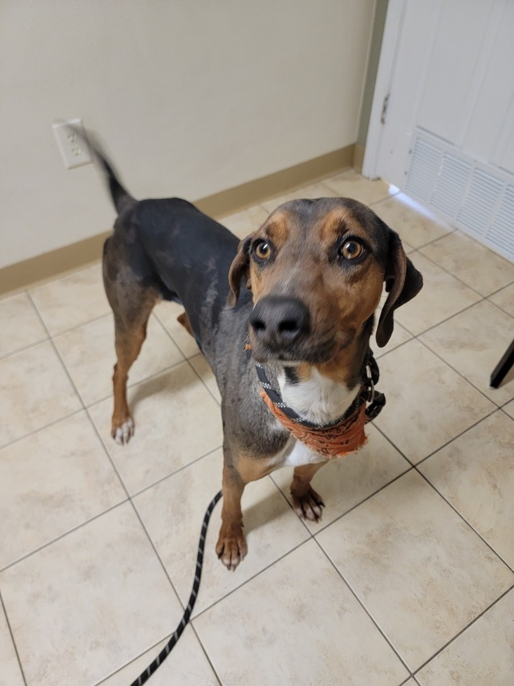 Dax, an adoptable Hound in Castle Rock, CO, 80104 | Photo Image 5