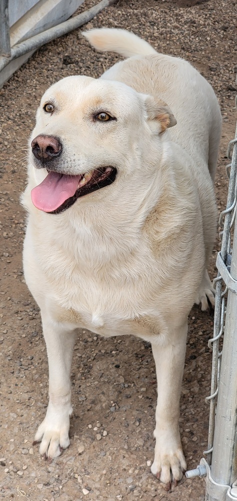 Casper, an adoptable Shepherd, Mixed Breed in Crosbyton, TX, 79322 | Photo Image 1