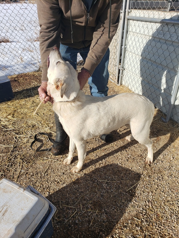 Casper, an adoptable Shepherd, Mixed Breed in Crosbyton, TX, 79322 | Photo Image 3