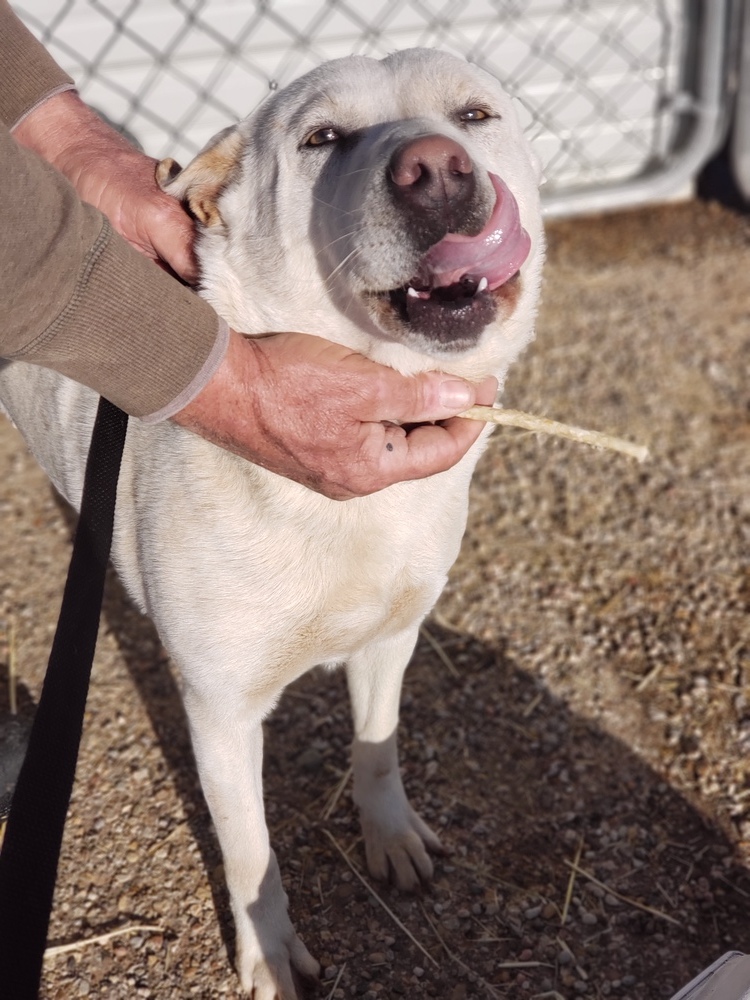 Casper, an adoptable Shepherd, Mixed Breed in Crosbyton, TX, 79322 | Photo Image 4