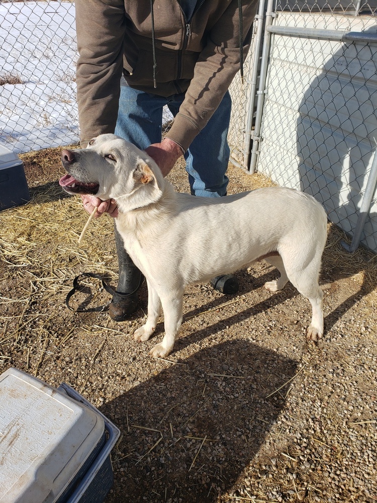 Casper, an adoptable Shepherd, Mixed Breed in Crosbyton, TX, 79322 | Photo Image 5