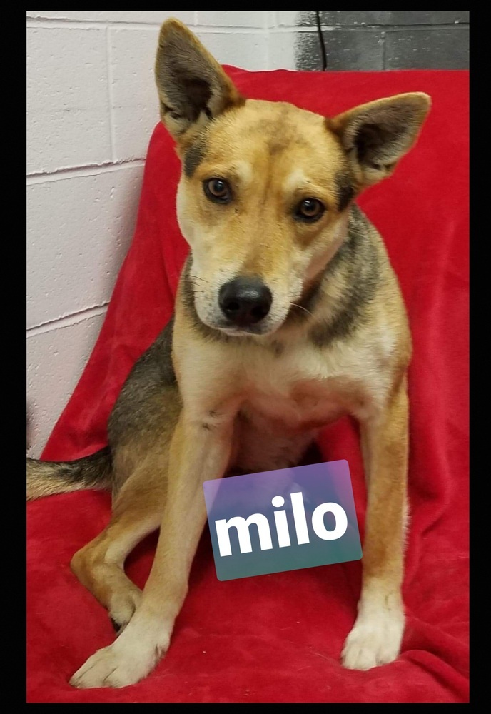 Milo