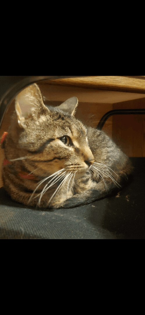 Bubba, an adopted Tabby & Domestic Short Hair Mix in Omaha, NE_image-2