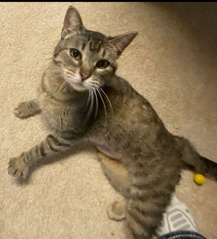 Iris, an adopted Tabby & Domestic Short Hair Mix in Omaha, NE_image-1