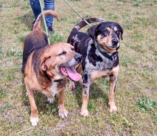 Lucy & Mable *Bonded pair*
