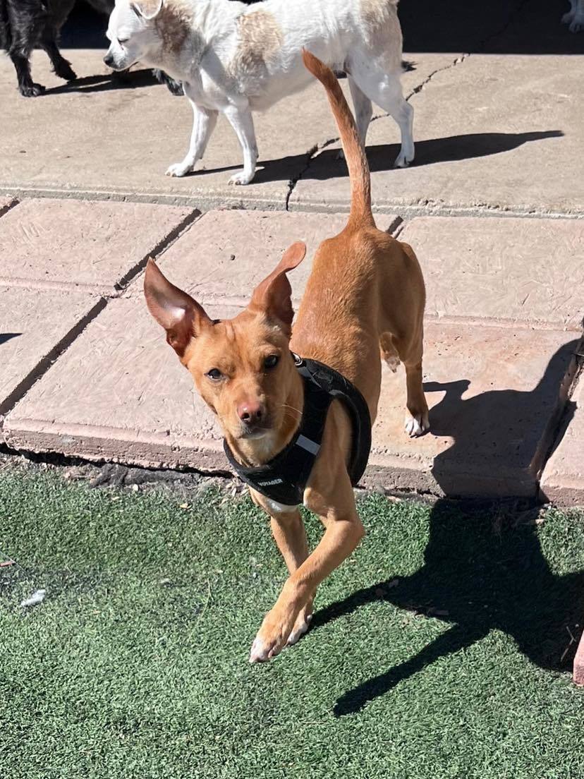 Indy, an adoptable Chihuahua, Dachshund in La Verne, CA, 91750 | Photo Image 1