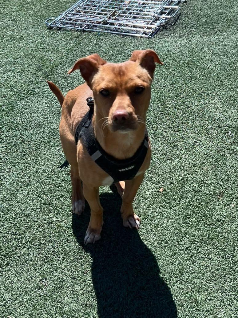 Indy, an adoptable Chihuahua, Dachshund in La Verne, CA, 91750 | Photo Image 2