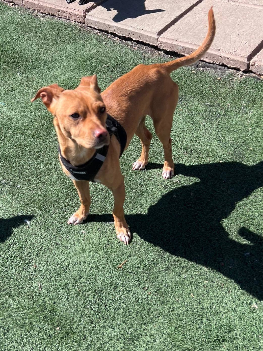 Indy, an adoptable Chihuahua, Dachshund in La Verne, CA, 91750 | Photo Image 3