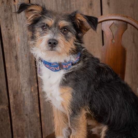 Rubble, an adopted Schnauzer Mix in Omaha, NE_image-3