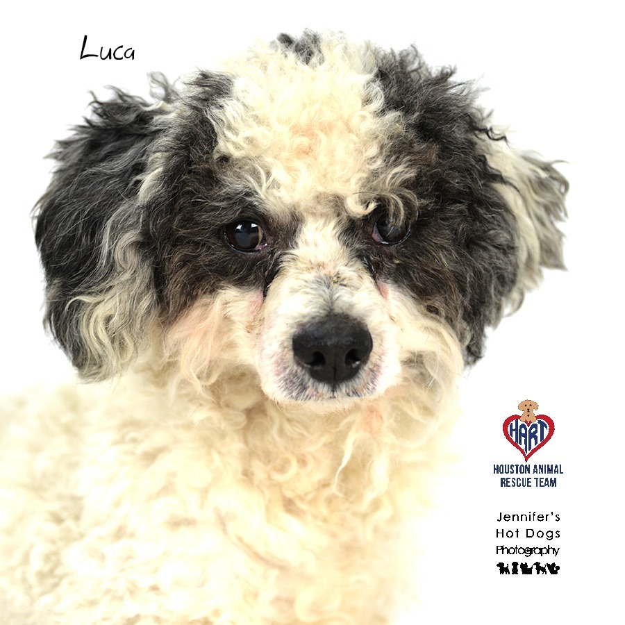 Luca