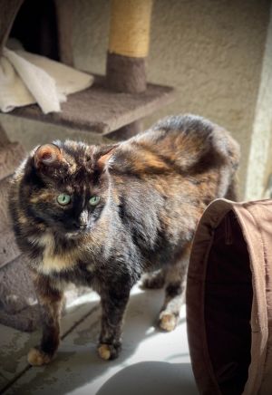 Cats For Adoption Near Santa Clarita Ca Petfinder