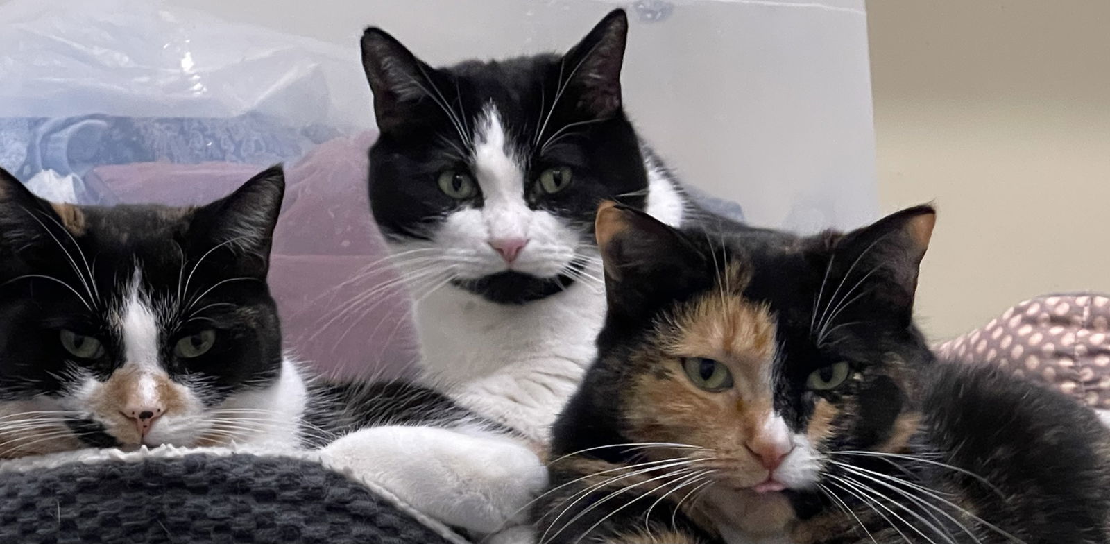 Cupcake, an adoptable Domestic Short Hair in Markham, ON, L3R 9A8 | Photo Image 3