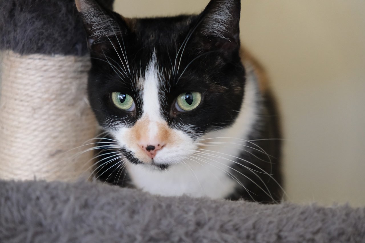 Purr-cilia, an adoptable Domestic Short Hair in Markham, ON, L3R 9A8 | Photo Image 1