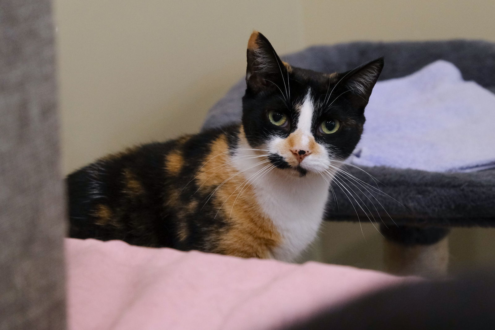 Purr-cilia, an adoptable Domestic Short Hair in Markham, ON, L3R 9A8 | Photo Image 1