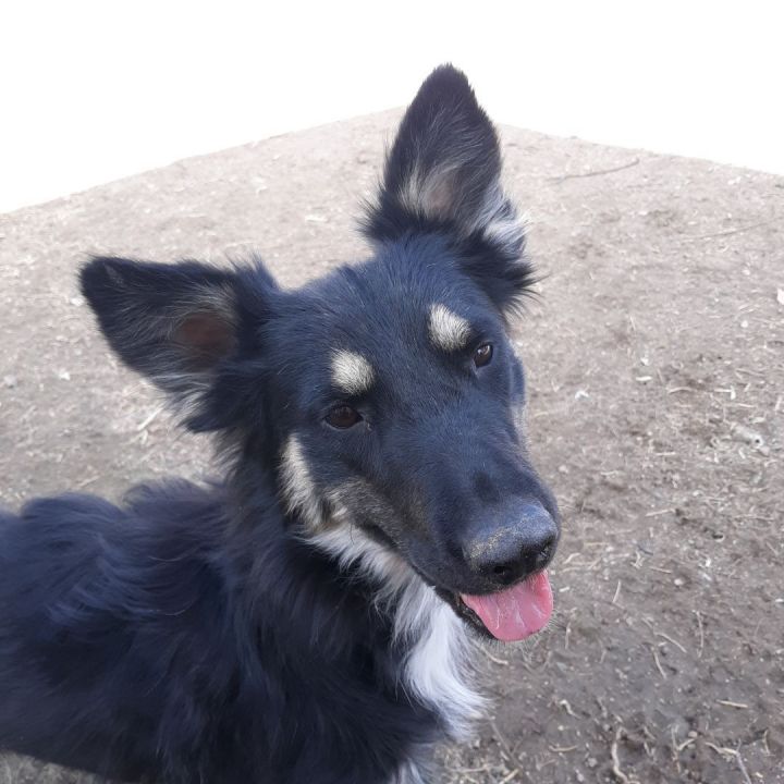 Wyatt, an adoptable Husky & German Shepherd Dog Mix in Fort Morgan, CO_image-5