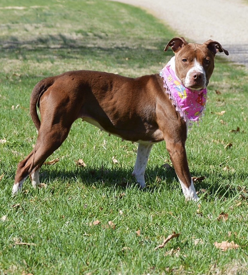 Remy, an adoptable Pit Bull Terrier in Mt. Vernon, IN, 47620 | Photo Image 1