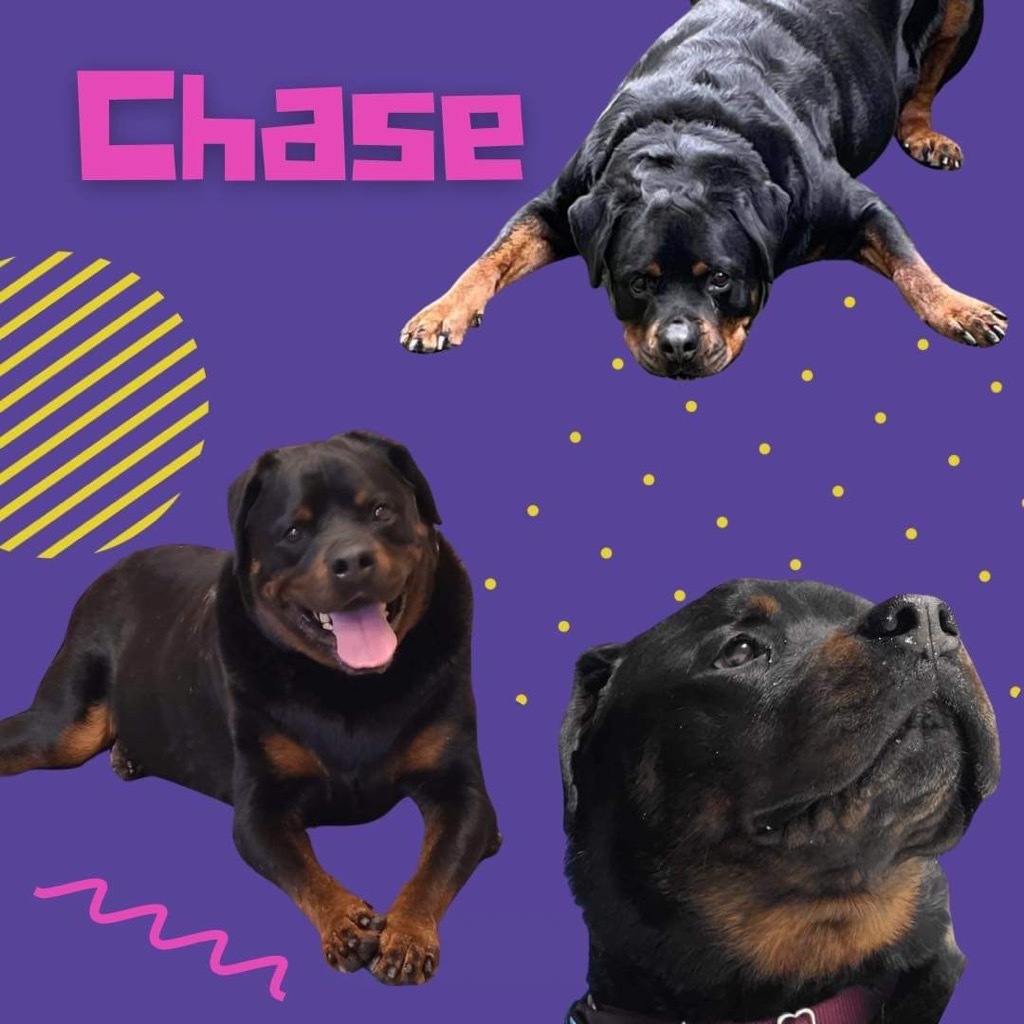 Chase