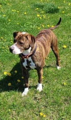 Claudia , an adoptable Pit Bull Terrier & Labrador Retriever Mix in Plainfield, IL_image-2