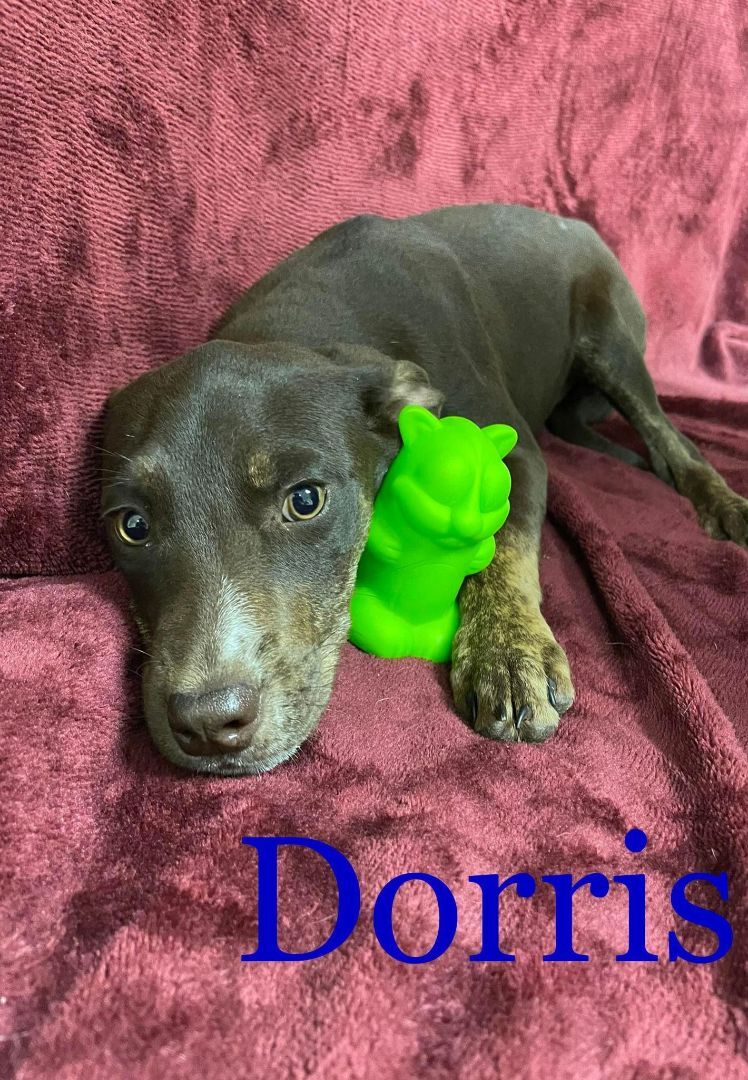 DORIS