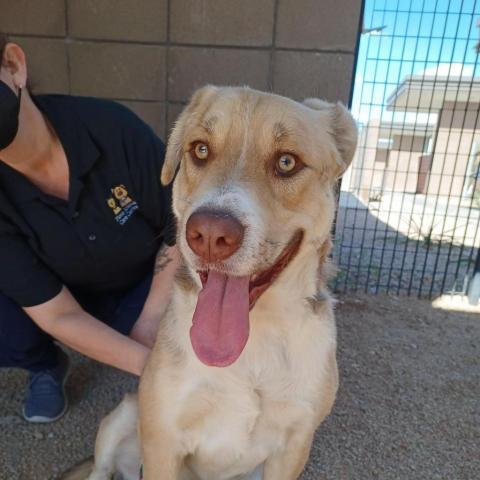 Sonny, an adoptable Yellow Labrador Retriever, Mixed Breed in Marana, AZ, 85658 | Photo Image 2