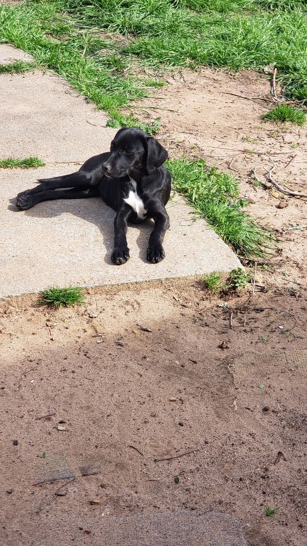 Labrador store spaniel mix