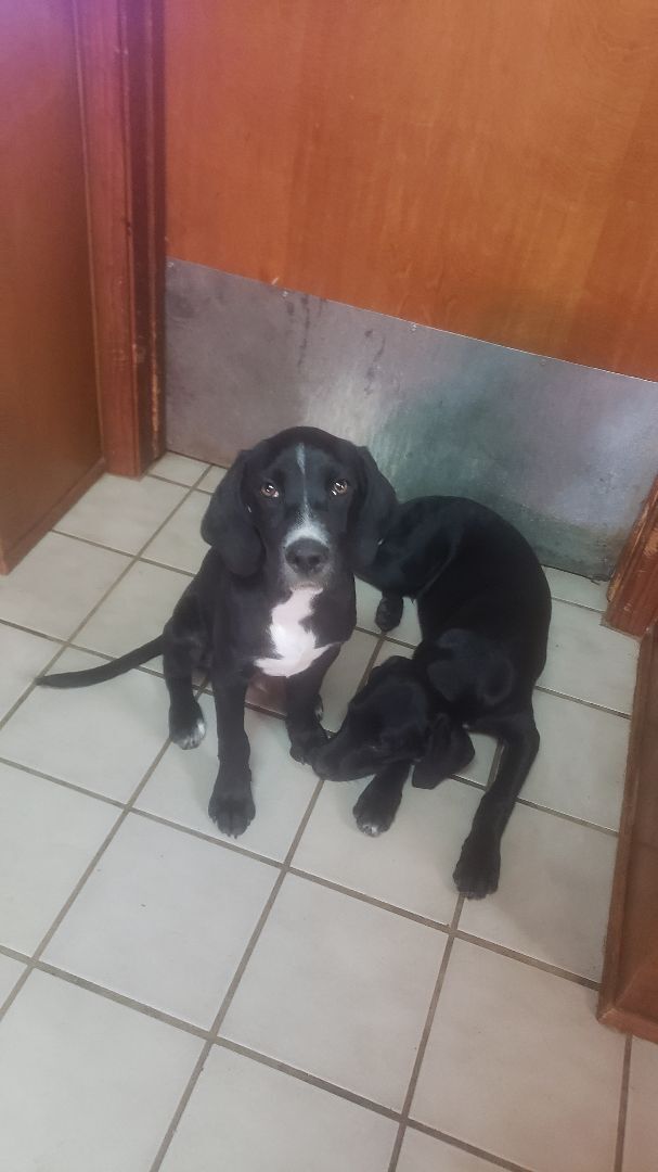 black lab springer spaniel mix puppies