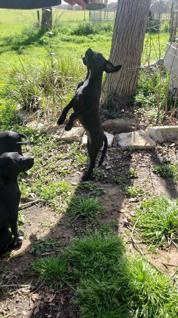 black lab springer spaniel mix puppies