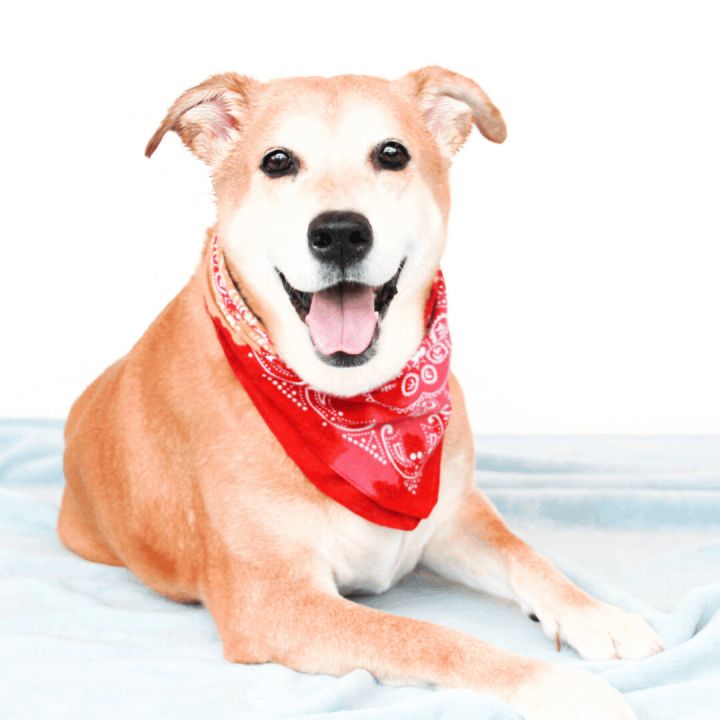 Faith, an adoptable Labrador Retriever Mix in Clovis, CA_image-2
