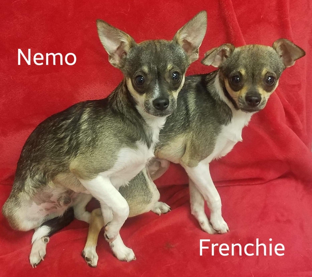 Frenchie and Nemo