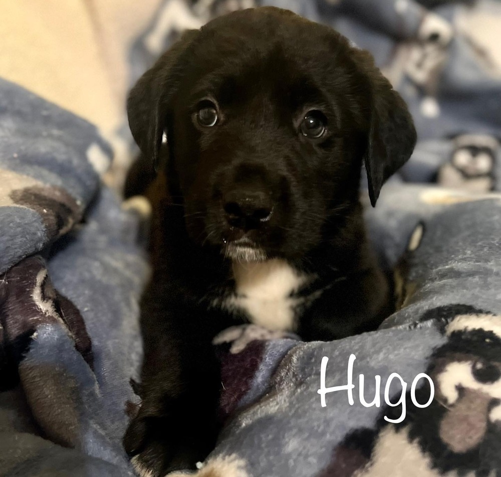 Hugo