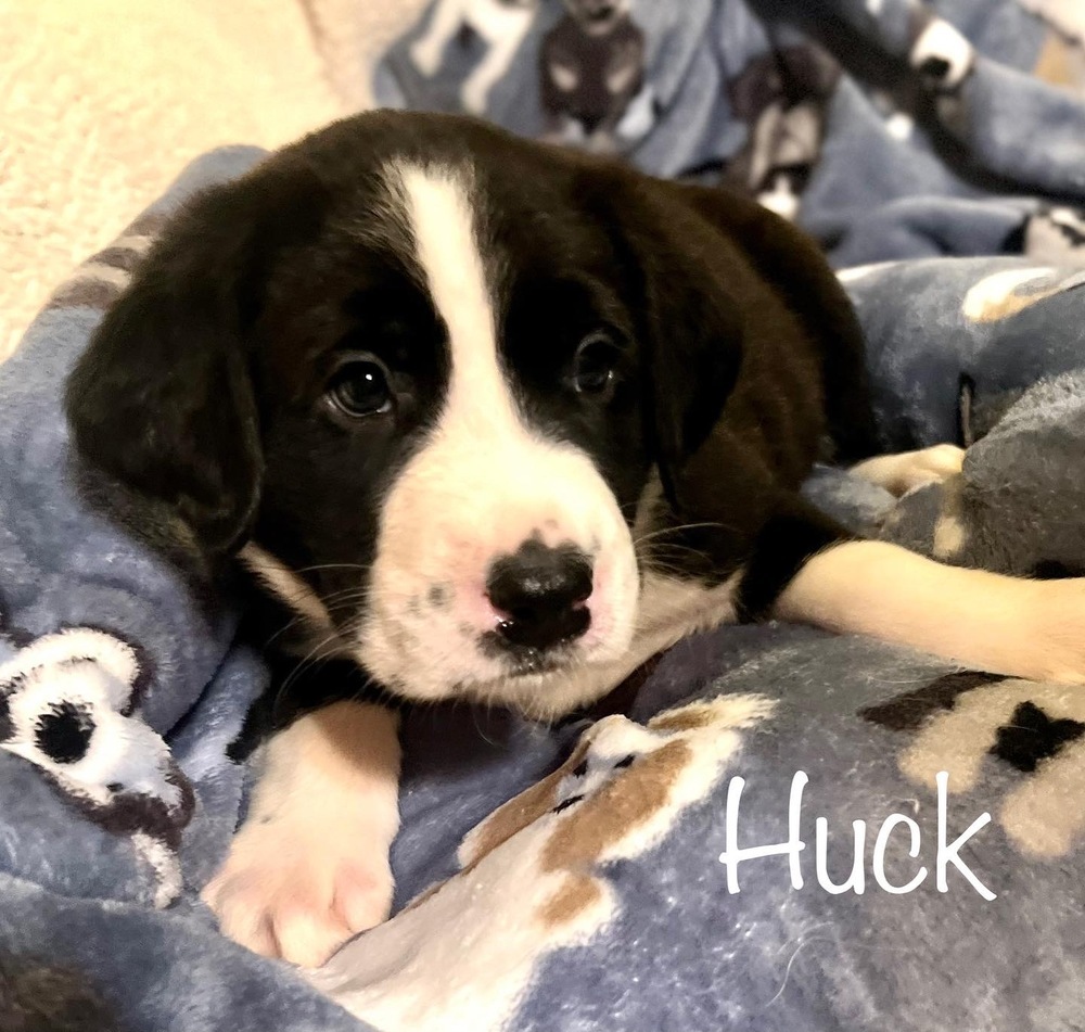 Huck