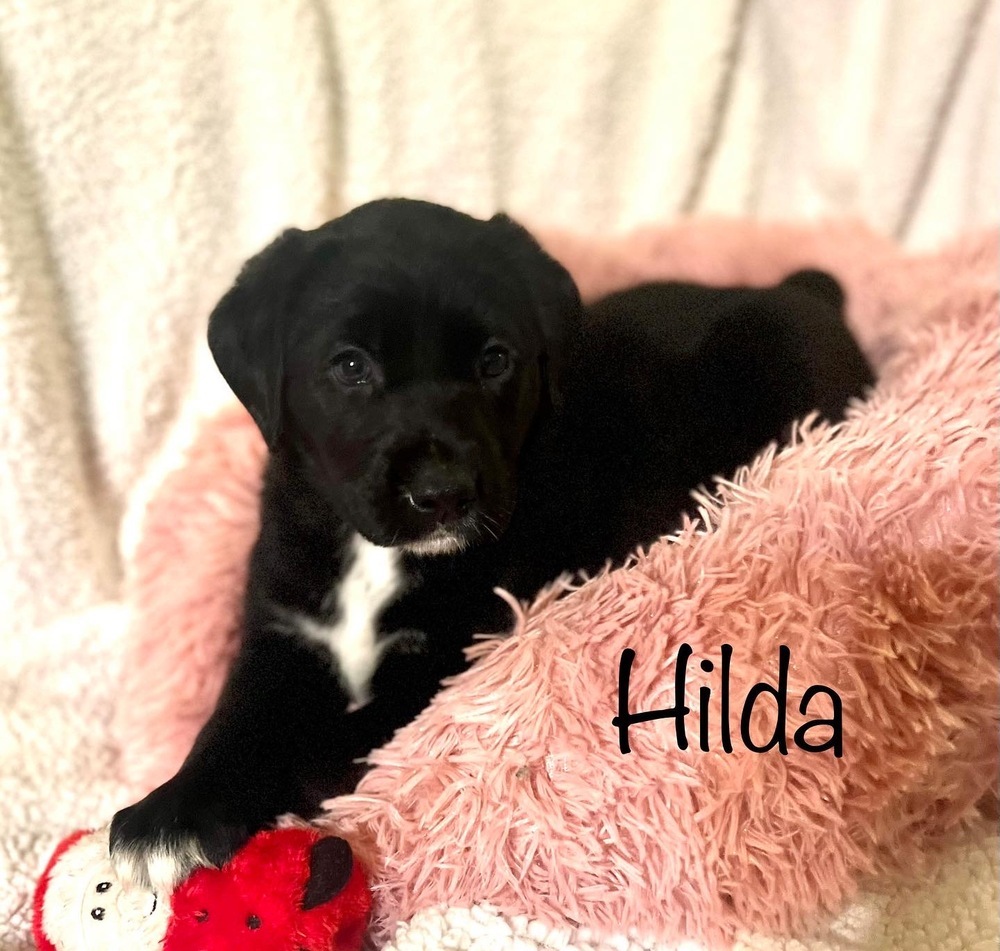 Hilda