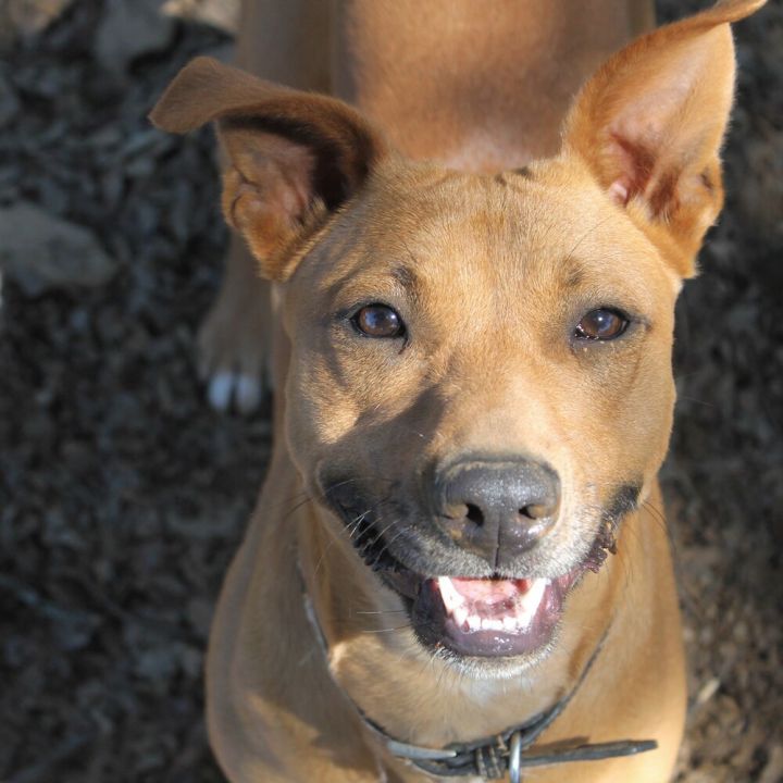 Baby Girl, an adoptable Pit Bull Terrier & Rhodesian Ridgeback Mix in Jamestown, CA_image-5