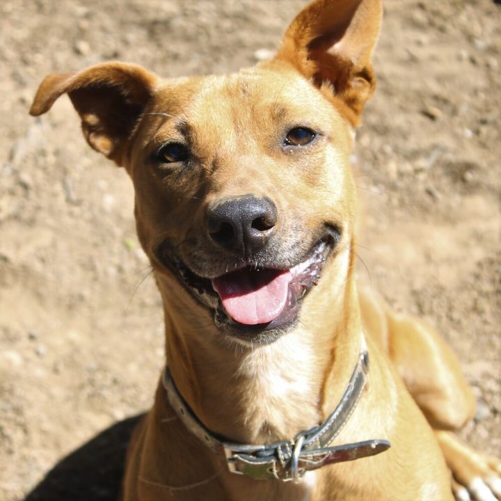 Baby Girl 2, an adoptable Terrier Mix in Jamestown, CA_image-6