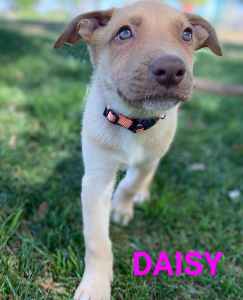 Daisy