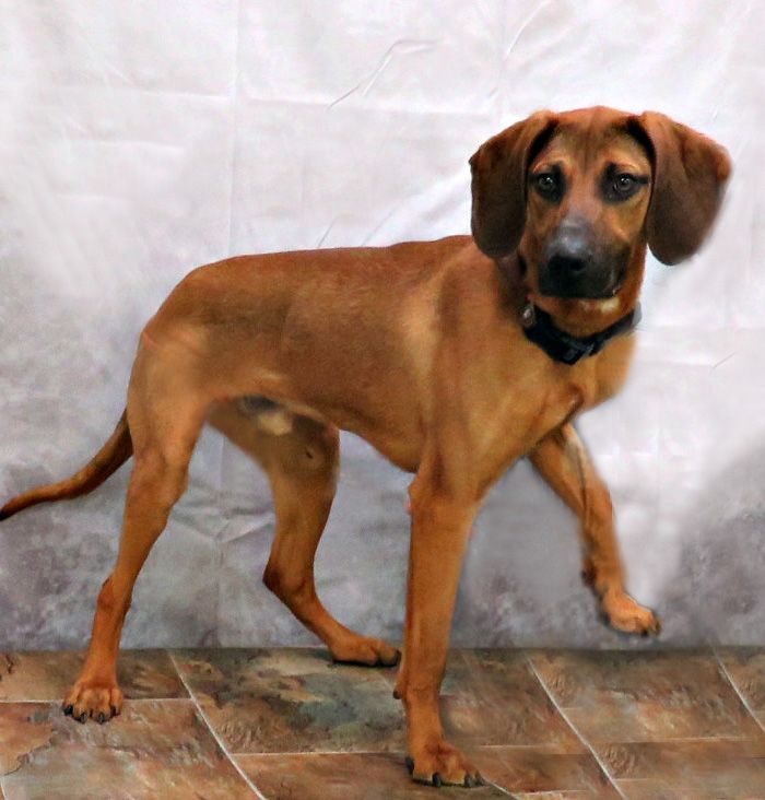 Junior, an adopted Redbone Coonhound in Lexington, VA_image-5