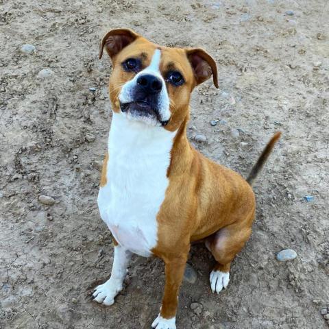 Deojee, an adoptable Boxer, Mixed Breed in Marana, AZ, 85658 | Photo Image 2