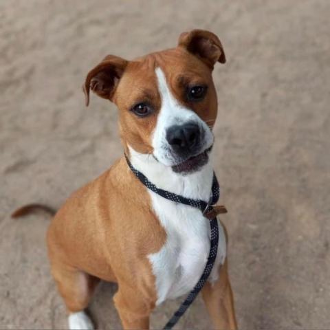 Deojee, an adoptable Boxer, Mixed Breed in Marana, AZ, 85658 | Photo Image 3