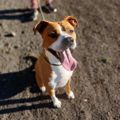 Deojee, an adoptable Boxer, Mixed Breed in Marana, AZ, 85658 | Photo Image 4