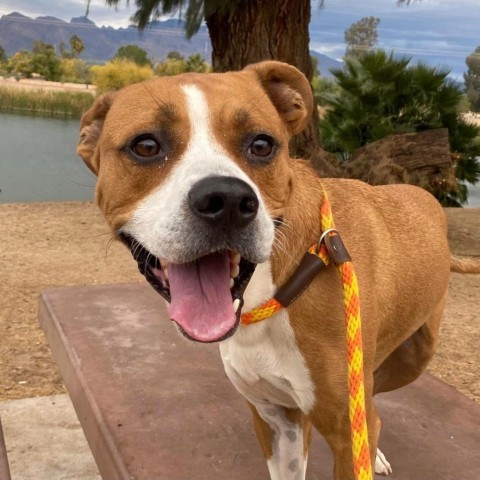 Deojee, an adoptable Boxer, Mixed Breed in Marana, AZ, 85658 | Photo Image 5