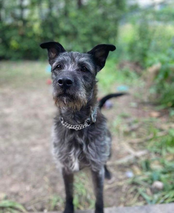 Pepper, an adoptable Schnauzer & Terrier Mix in Toronto, ON_image-2