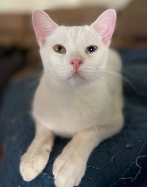 Blanco  Domestic Short Hair Cat