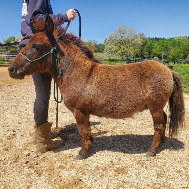 Thunder, an adopted Mule in Hohenwald , TN_image-1