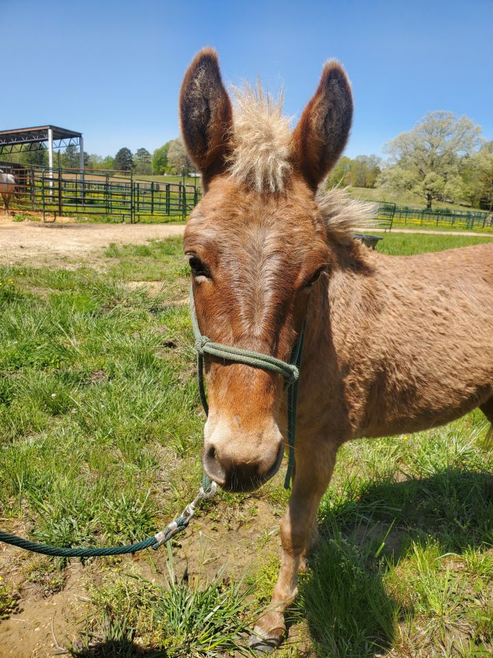 Leif, an adopted Mule in Hohenwald , TN_image-4