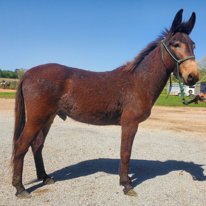 River, an adoptable Mule in Hohenwald , TN_image-1