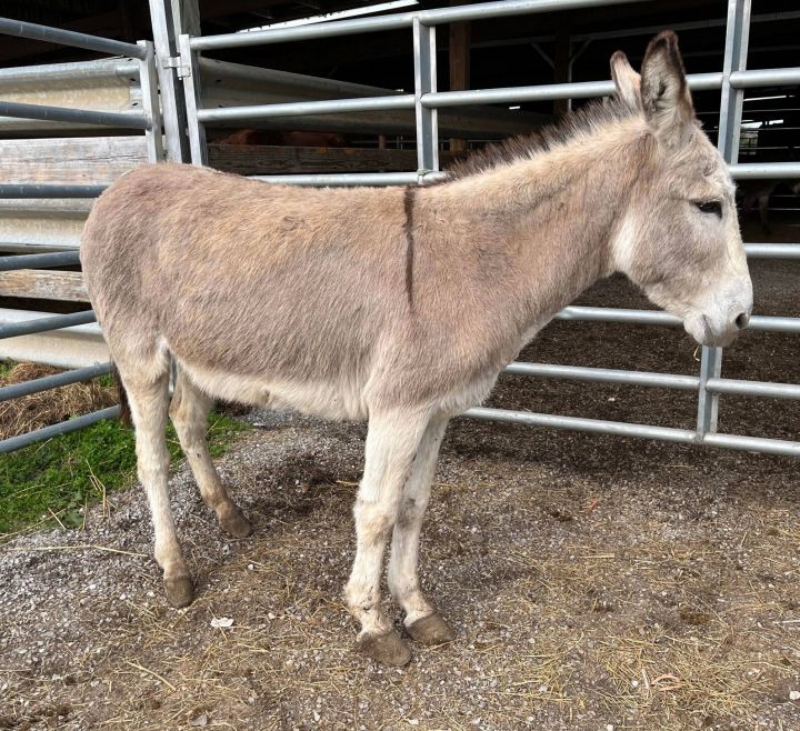 Ivy, an adoptable Donkey in Hohenwald , TN_image-1