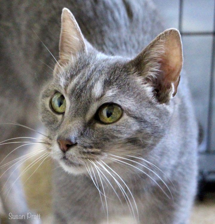 Nellie, an adopted Domestic Short Hair in Bedford, VA_image-2