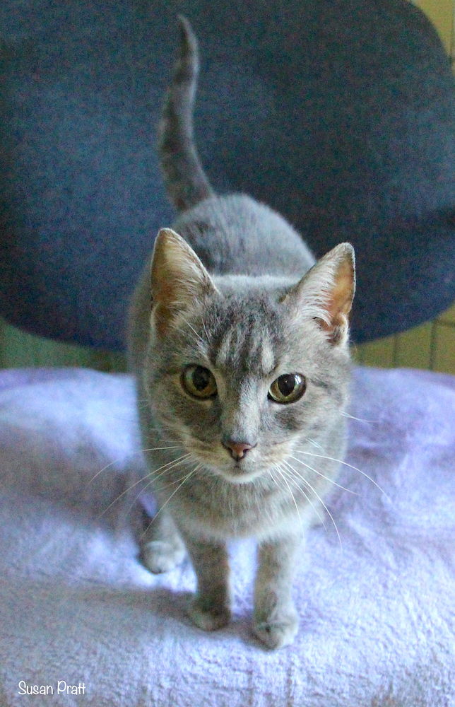 Nellie, an adopted Domestic Short Hair in Bedford, VA_image-3